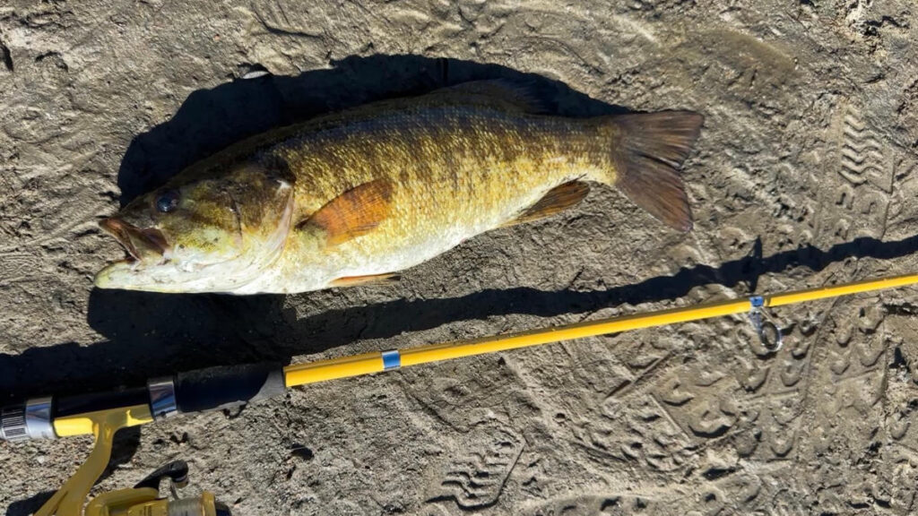 Smallmouth bass caught on the bank next to yellow Eagle Claw Pack-It rod