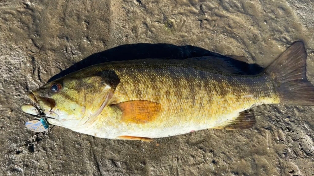 Smallmouth bass caught on the bank next to yellow Eagle Claw Pack-It rod
